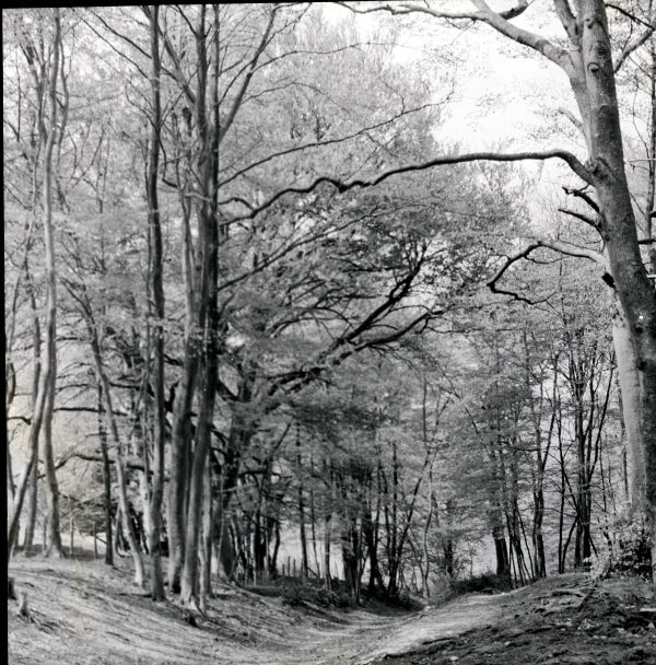 Trees in woodland, UK scene.